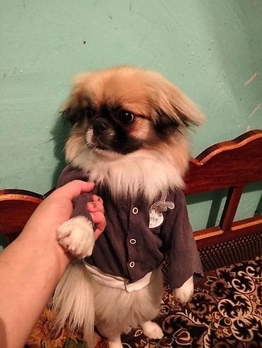it alanlar: Pekines, 1 il, Dişi, Ünvandan götürmə — 7