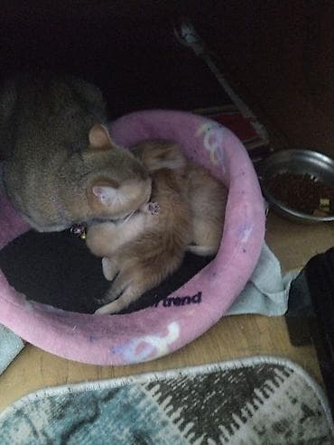 pişik eşyaları: Pişiklər üçün yumşaq yuva/balta tipli yataq - Material: yumşaq, isti — 2