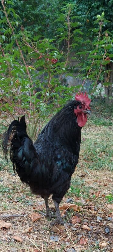 pişik satışı ucuz: Avstralop tek xrozu 30 manat 1 yaşi var — 1