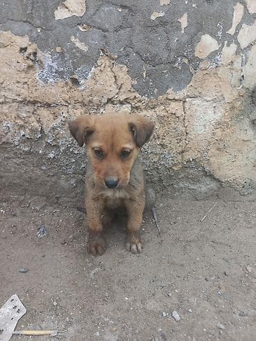 naxcivan it elanlari: 2 ay, Erkek — 2