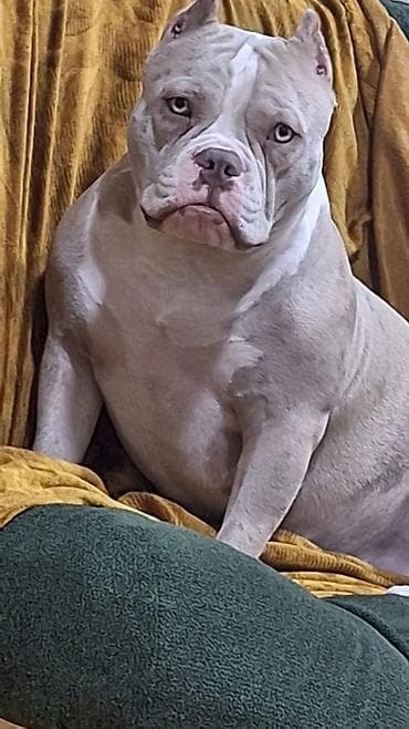 pudil itleri: Amerikan Bully – dişi, qum-bej rəngli ağ naxışlarla - Cins: American — 6