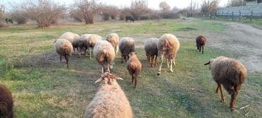 cucə və xoruz təmsil: Qoyun sürüsü satılır. ümumi 80 baş 60 quyun 10 yay quzusu 10 — 2