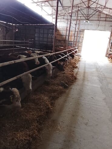 cins ineklerin satisi 2018: Hereford tipli ətlik danalar – fermadan - Şəkildəki bağlamalı fermada — 4