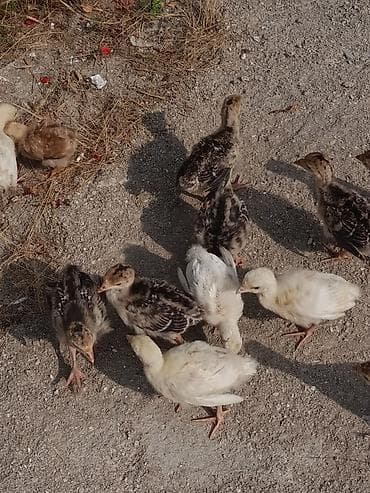 Məhsul: Hind quşu balası, 12 gün 11 əd, Binə qəsəbəsində — 3
