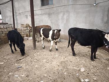 Dana, buzov, Dişi, Holsteyn, Simental, ay: 1, Damazlıq, Südlük, Ünvandan götürmə, Ödənişli çatdırılma — 1