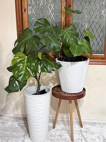 Monstera qiymət 15 -25-35-45azn. Ünvan Şamaxinka. Burdan götürə lalafo.az -da Monstera qiymət 15 -25-35-45azn. Ünvan Şamaxinka. Burdan götürə