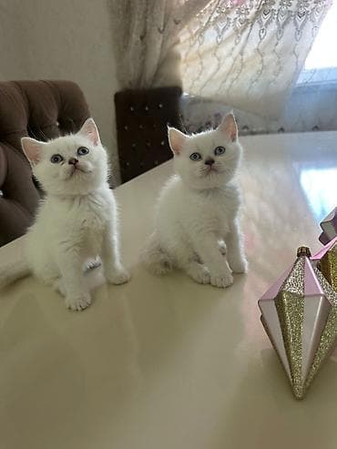 heyvan qəfəsi: Britan, Yaxşı əllərə — 2