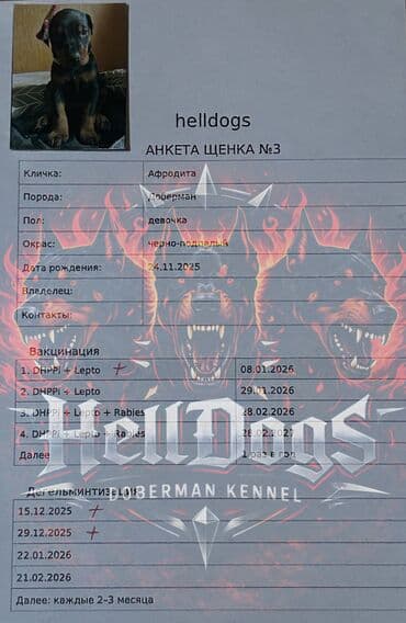 doberman it: Doberman, 1 ay, Dişi, Sənədli, Ünvandan götürmə — 10