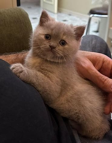 Heyvanlar: Britan — 4