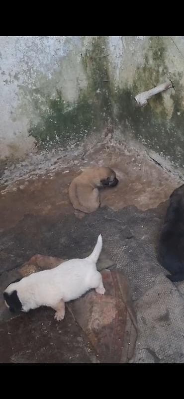 dog: 2 ay, Peyvəndli — 6