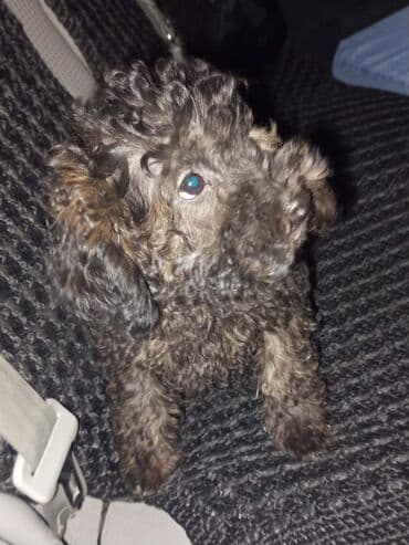 avcarka balası: Pudel — 1