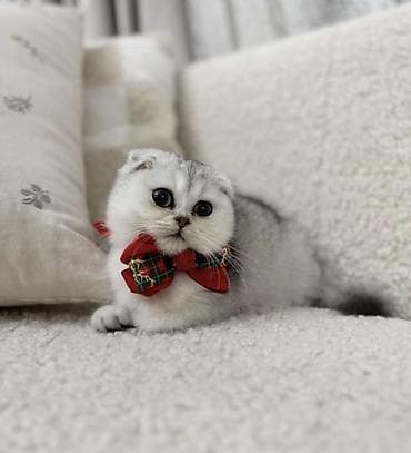 Elit valideynlərdən ŞOU-KLASS balalar! 💎bu qiymətə saf qan pişiklər