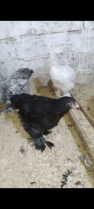 tutuquşu qiymeti: Toyuq cücələri, Damazlıq — 3