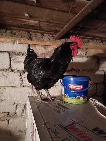 hind xoruzu: Qara rəngli, parıltılı lələklərə malik xoruz. Böyük və düz qırmızı — 1