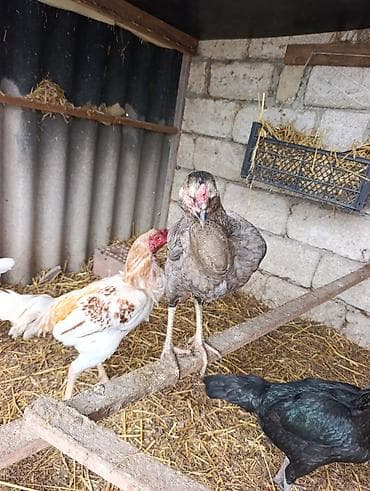 itlərin cütləşmə vaxtı: Legv edirem diye satiram. yaxwi heyrati istiyenler narahat etsin — 5