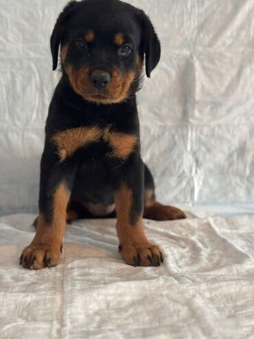 Rotveyler, 2 ay, Dişi, Peyvəndli