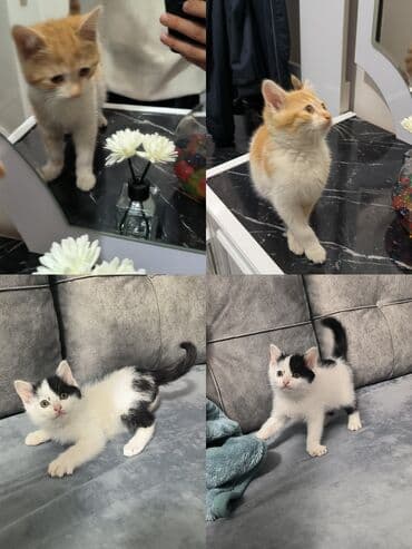 Quşlar: Yaxşı əllərə — 1