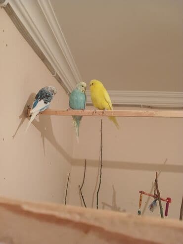 arpa qiyməti: Salam temiz qan 7 eded çex 1 vaniṣ quṣlar zakaz elli quș yerleșen — 2