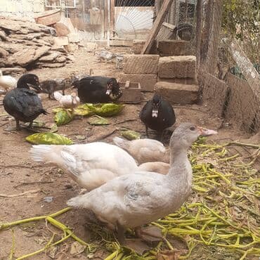 kayuqa ordək: Lal ördəklər macar sortu zümrüdü mirvari göy rəng balalarda satılır — 8