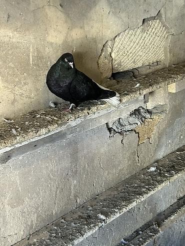 goyərcinler: 1cut 3 denede balalari, balalarin 3 ude abrezdi hamsi 60 manat — 4