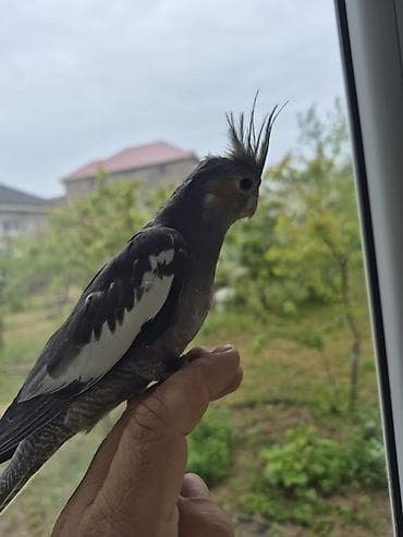 qaz ile goyercin: 3aylıq dişi ələ gəlir dişləmir uyumlu quşdu öz quşumun balasıdır ev — 2