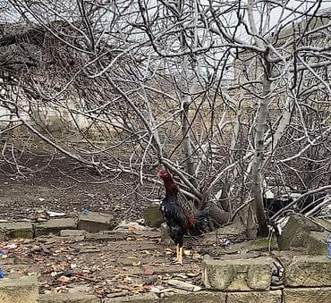 alman qurdu it: 11 aylıq sağlam boy buxunu yerində olan heyvandı . Aşağı qiymətə — 4