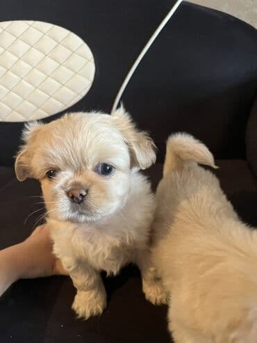gencede itler: Pekines, 2 ay, Erkek, Peyvəndli — 7