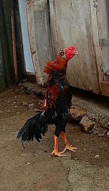 Cins xoruz – uzunboylu, atletik quruluşlu. - Rəng: qara-qırmızı