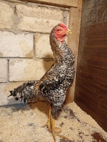 3D panellər: Qiymete göre narahat etme barterde yoxdu — 2