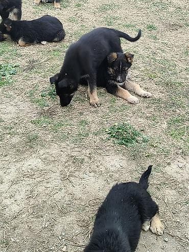 dişi it: Alman çoban iti, 2 ay, Erkek — 2