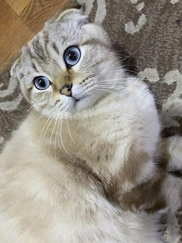 Şotland yastı qulaq