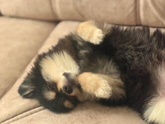 pomeranian qiyməti: Şpitz, 6 ay, Erkek, Ünvandan götürmə — 4