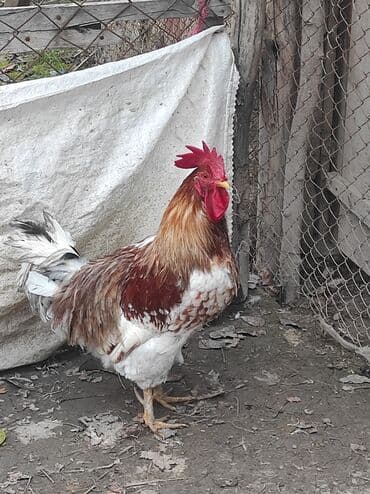 Xoruz, il: 2, Ünvandan götürmə