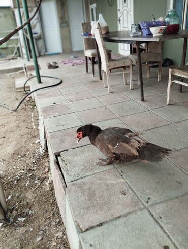 Inəklər, öküzlər: Dişi, | Lal ördək, Damazlıq — 6