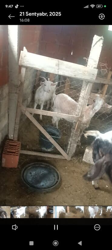 sudluk inekler: Satılır: Süd istiqamətli ağ keçilər - Şəkillərdə təsərrüfat — 3