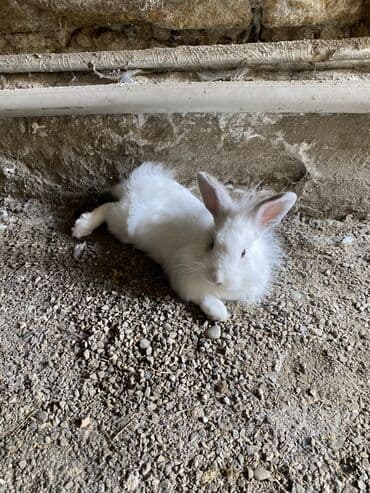 xacmazda satilan heyet evleri: Satılır… — 2