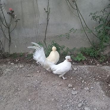 Toyuq, Damazlıq