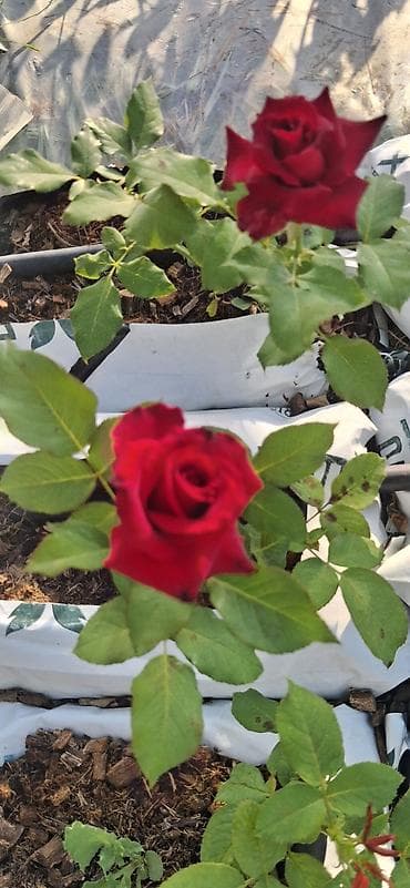 lan: Məhsul: Qırmızı qızılgül kolu (tez-tez və bol çiçək açan hibrid çay — 8
