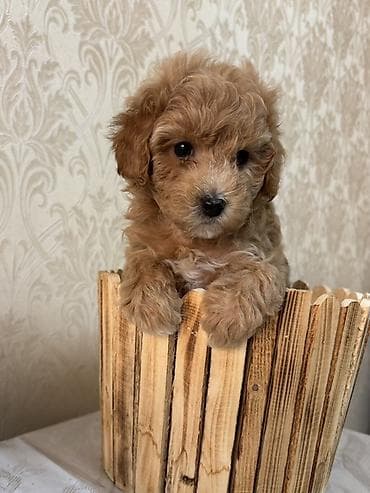 сколько стоит миниатюрный пудель: Пудель, 1 месяц, Самка, С прививками — 3