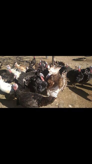 İtlər: Hinduşkalar satılır. 13Xoruz, 13Fərə. Tam təbii yetişən quşlardır — 3