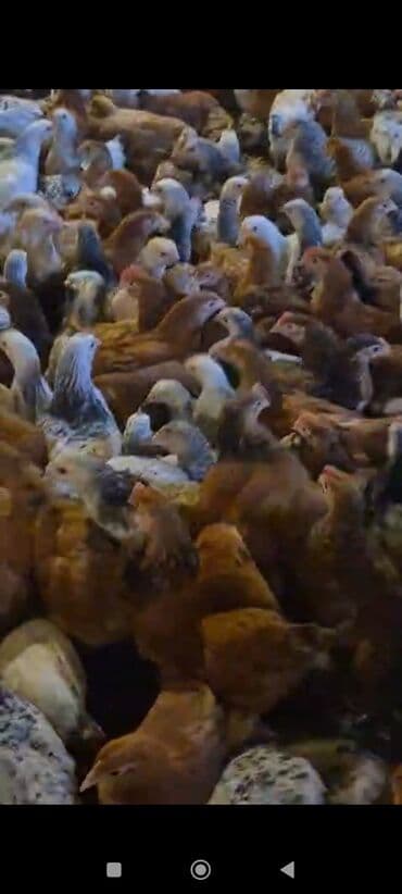 Daewoo: Куриные цыплята, Для мяса — 5