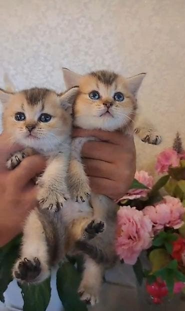 Şinşilla, Erkək, Dişi lalafo.az -da Şinşilla, Erkək, Dişi