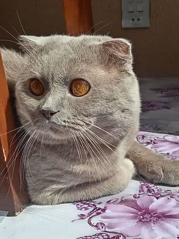 шотландская вислоухая кошка цена в баку: Шотладская вислоухая, Самец — 1