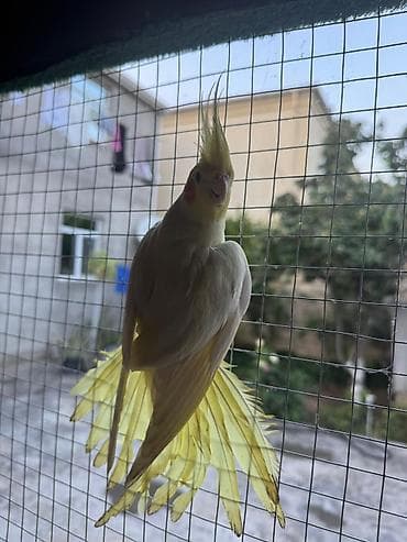 qırğı quşu: Korella əl quşu bala hazir cut kime hansi lazimdisa var sarilar 45-50 — 6