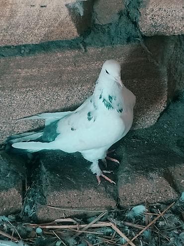 Quşlar: Mətn: Əbrəş erkək və ağ mayası olan hazır cüt göyərçin. Yumurtaya — 7