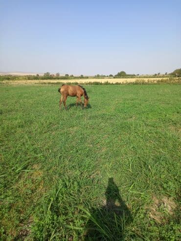sudluk inekler satışı: Otlaq sahəsində gəzən qəhvəyi rəngdə at. Bu at qəhvəyi bədənə və tünd — 3