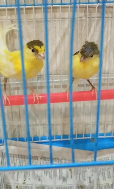 tap az at: Bülbül cavan cütlər ərkək maya — 2