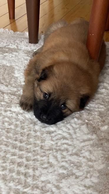 qurd basar iti: Çau-Çau, 2 ay, Dişi — 4