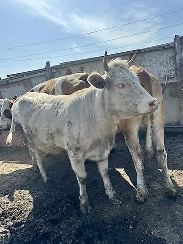 balali inək: 1 ci qarına ağır boğaz Südlük inək – ağ rəngli, qısa buynuzlu. Orta — 1