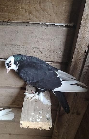 Göyərçinlər: Qizğin erkək di uçuşlu quş dur ağ göz ağ baş ayağı xirda lələkləri var — 1